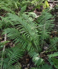 Matteuccia struthiopteris