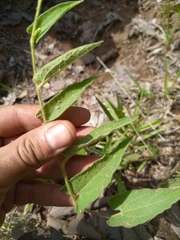 Aristolochia pringlei