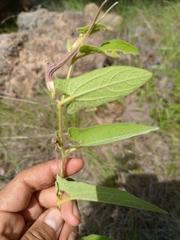 Aristolochia pringlei
