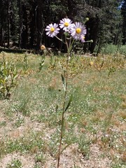 Erigeron glacialis glacialis
