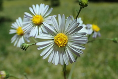 Erigeron glacialis glacialis