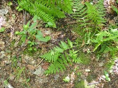 Plicariella flavovirens