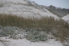 Thinopyrum distichum
