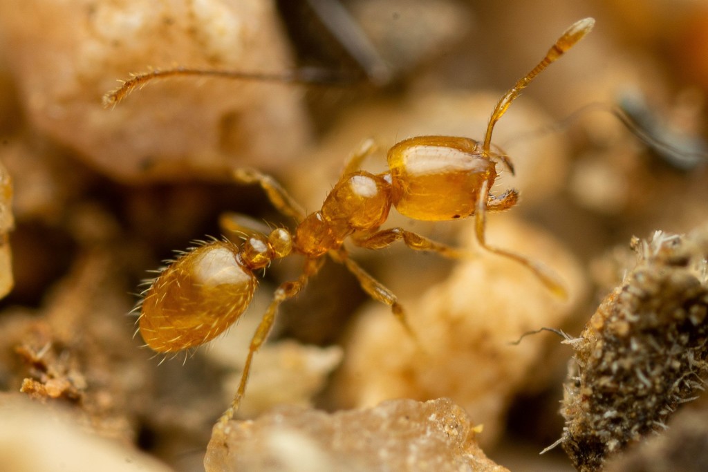 Krockow's Thief Ant