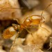 Krockow's Thief Ant - Photo (c) Jake Nitta, some rights reserved (CC BY), uploaded by Jake Nitta