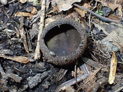 Plicariella flavovirens