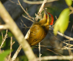 Piculus chrysochloros