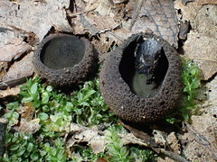 Plicariella flavovirens