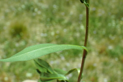 Erigeron glacialis glacialis