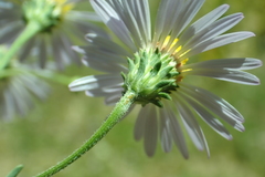 Erigeron glacialis glacialis