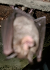 Rhinolophus megaphyllus