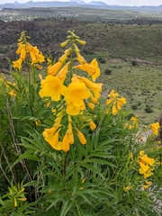 Tecoma stans angustata