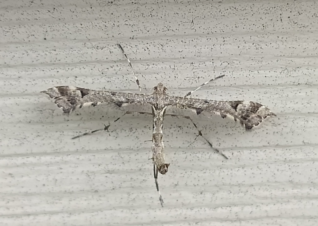 Brindled Plume