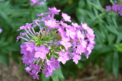 Phlox glaberrima