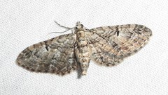 Eupithecia interruptofasciata