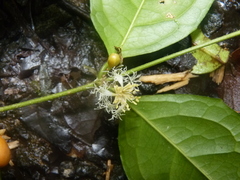 Cassipourea elliptica