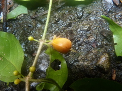 Cassipourea elliptica