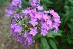 Phlox glaberrima