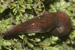 Australopacifica spectabilis