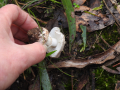Amanita grisella