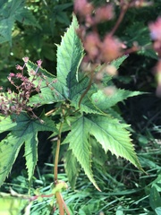 Filipendula rubra
