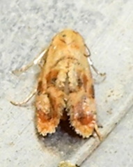Cochylis bucera