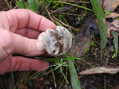 Amanita grisella