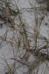 Thinopyrum distichum