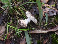 Amanita grisella