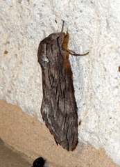 Sphinx libocedrus