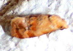 Cochylis bucera