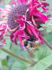 Bombus borealis image
