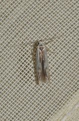 Thiotricha subocellea