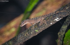 Anolis zeus