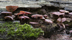 Callistosporium purpureomarginatum