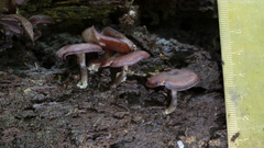 Callistosporium purpureomarginatum