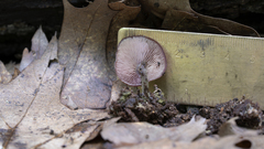 Callistosporium purpureomarginatum