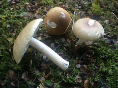 Amanita diemii
