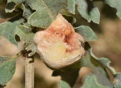 Andricus tomentosus