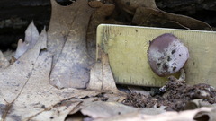 Callistosporium purpureomarginatum