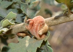 Andricus tomentosus