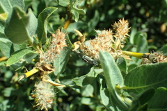 Salix lemmonii