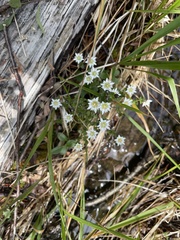 Gentiana douglasiana