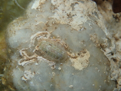 Rhyssoplax olivacea