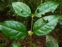 Cassipourea elliptica