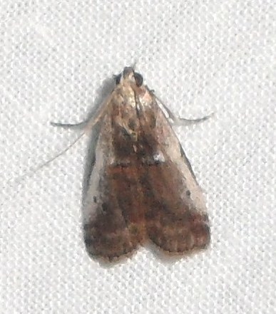Acrobasis kearfottella