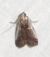 Acrobasis kearfottella