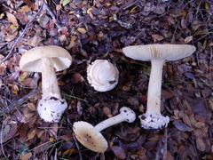 Amanita diemii