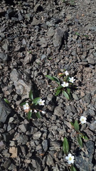 Claytonia multiscapa pacifica