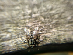 Macronychia polyodon